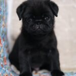 male Pug puppy