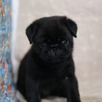 male Pug puppy