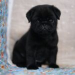 male Pug puppy