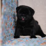 male Pug puppy