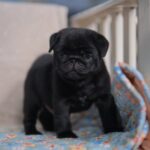 male Pug puppy