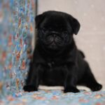 male Pug puppy