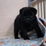 male Pug puppy