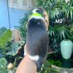 male Beagle puppy