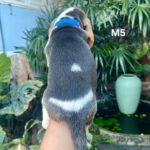 male Beagle puppy