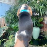 male Beagle puppy