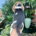male Beagle puppy