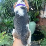 male Beagle puppy