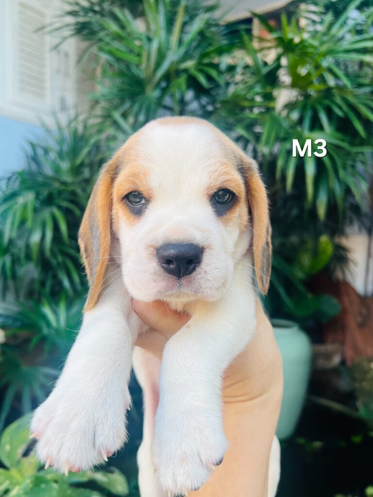 Male 3, Male Beagle puppy