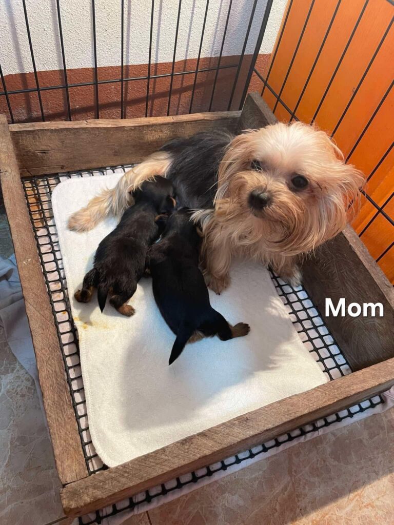 female Yorkshire Terrier puppy