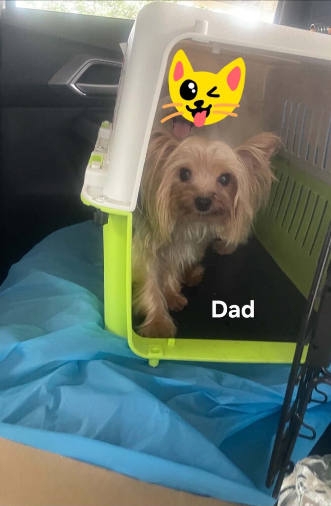 female Yorkshire Terrier puppy