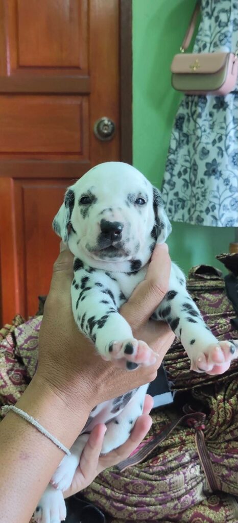 female Dalmatian puppy