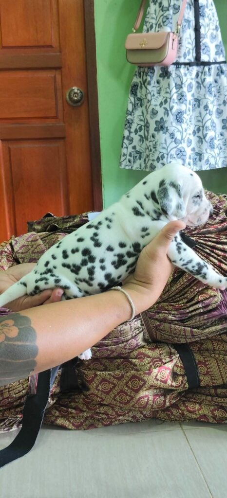 female Dalmatian puppy