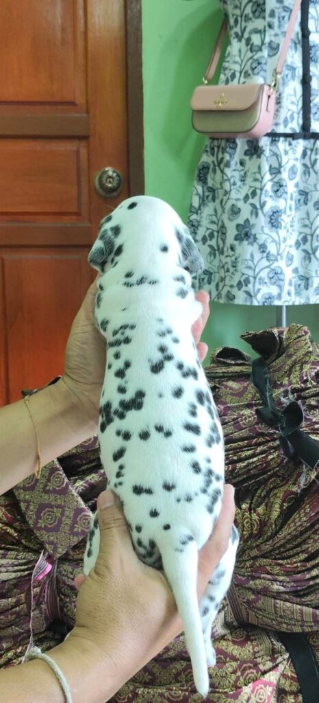 female Dalmatian puppy