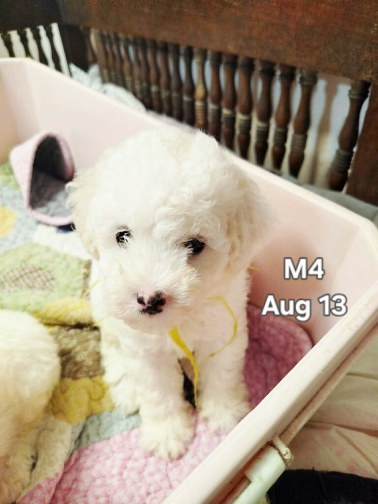 Male 4, Male Toy Poodle puppy