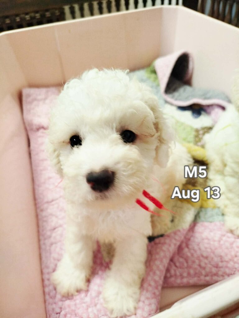 Male 5, Male Toy Poodle puppy