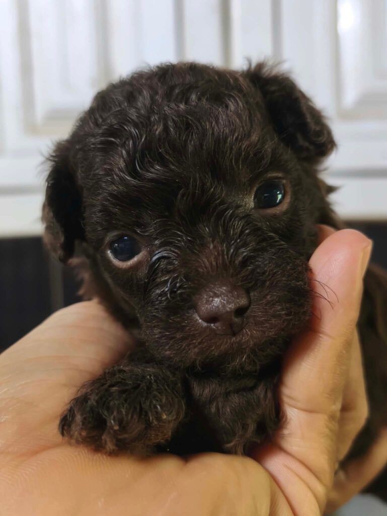 male Toy Poodle puppy