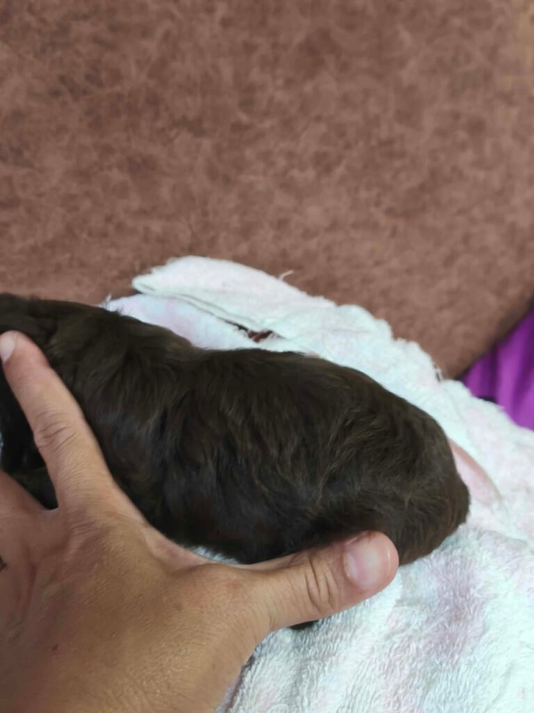 male Toy Poodle puppy