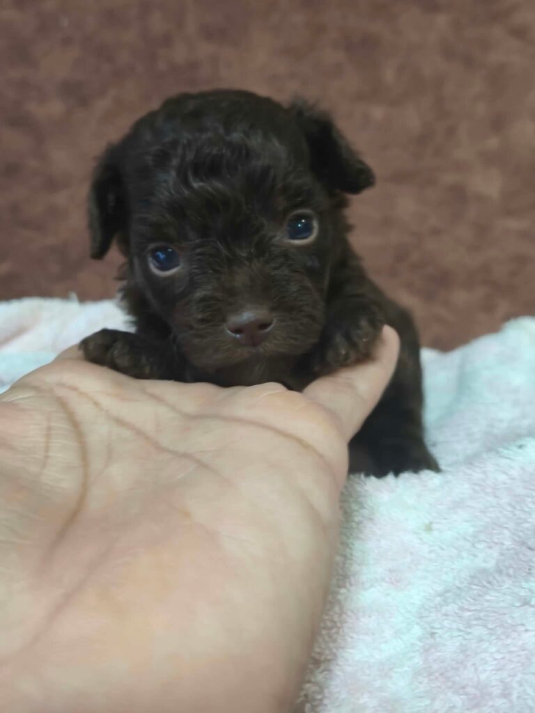 male Toy Poodle puppy