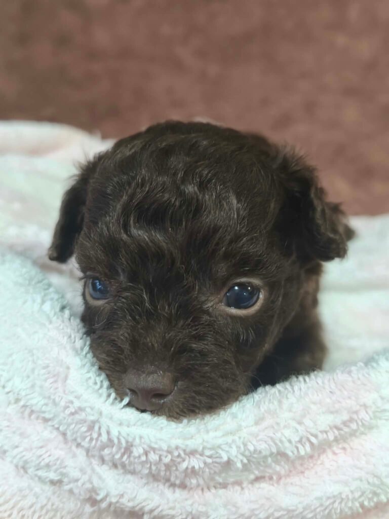 male Toy Poodle puppy