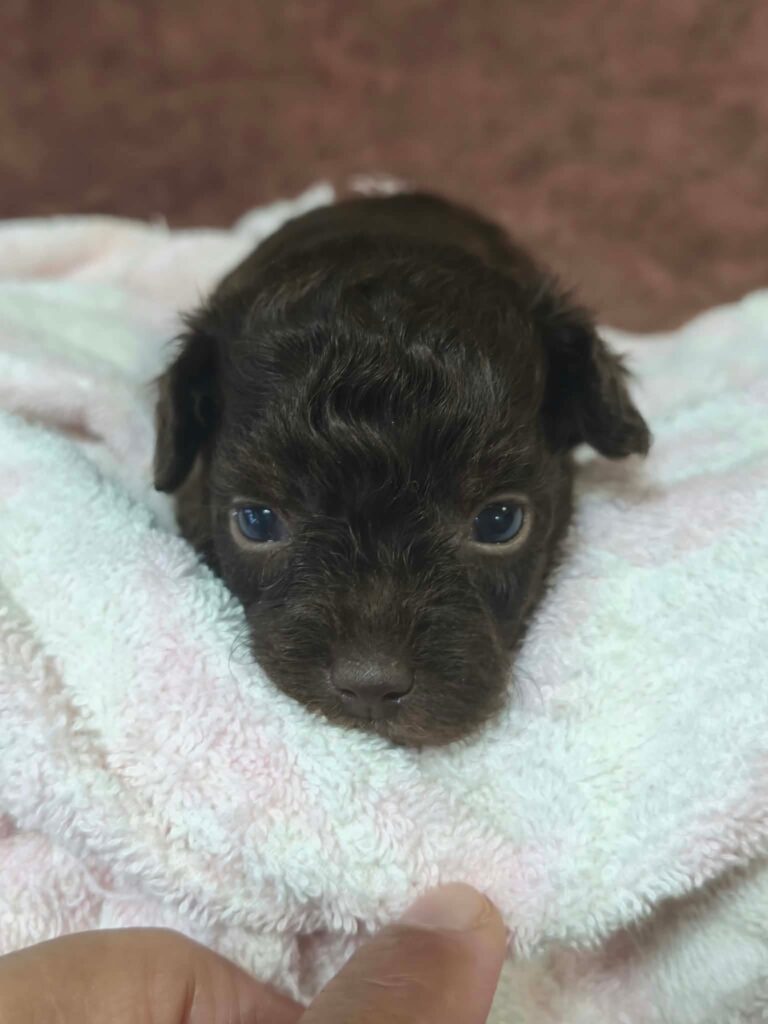 male Toy Poodle puppy