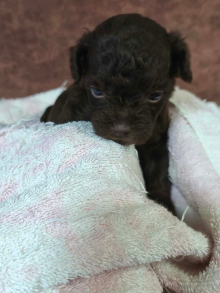male Toy Poodle puppy