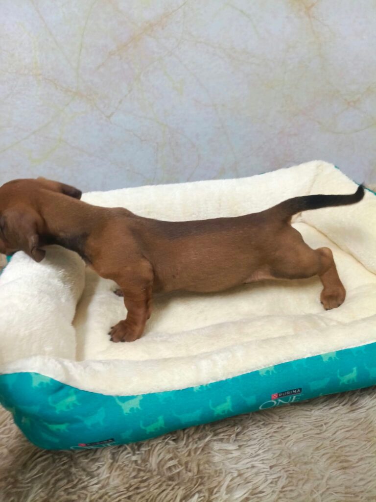 male Dachshund puppy