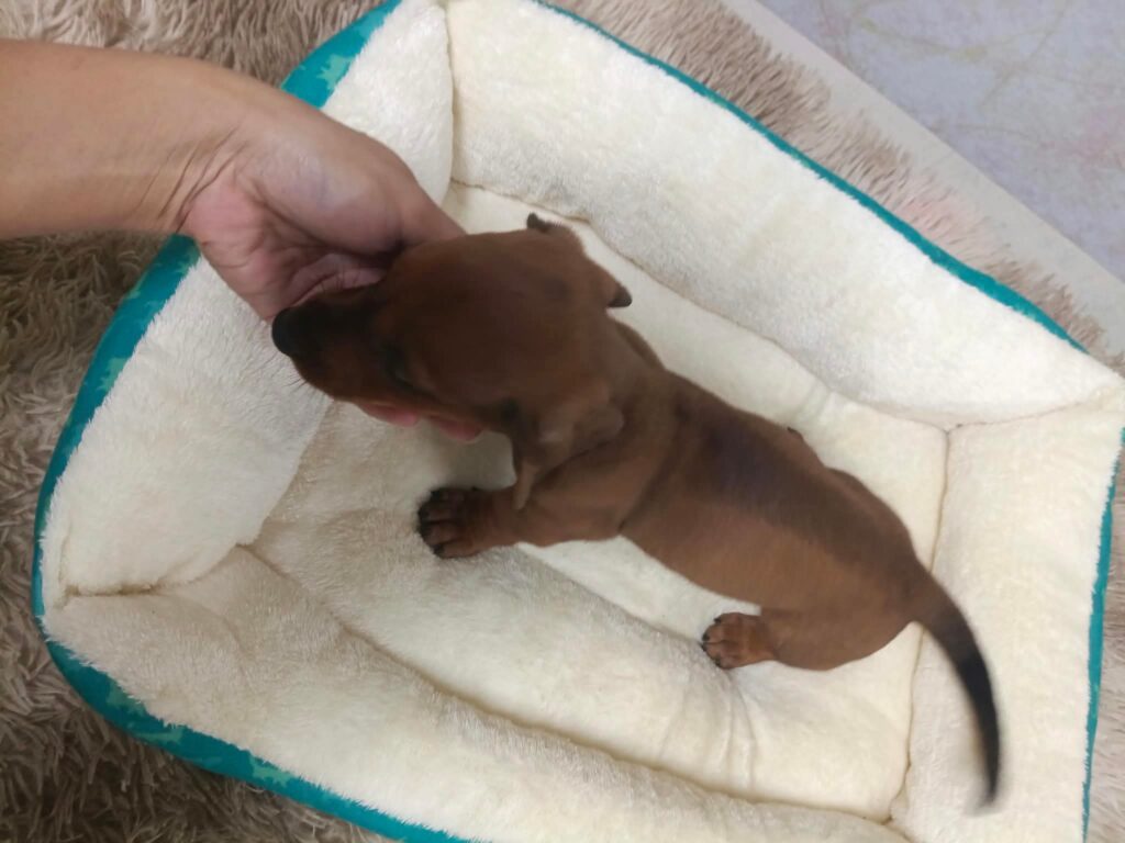 male Dachshund puppy