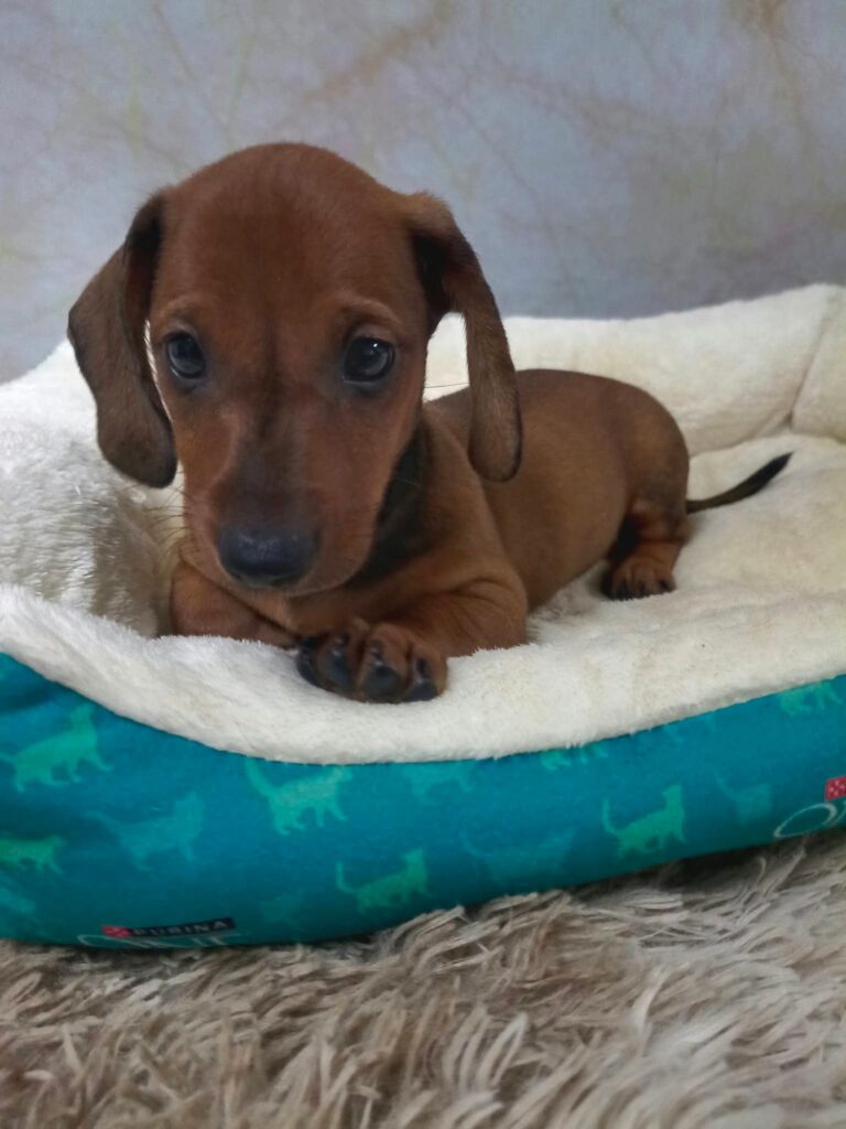 male Dachshund puppy