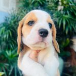 female Beagle puppy
