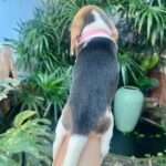 female Beagle puppy