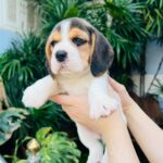 female Beagle puppy