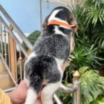 female Beagle puppy