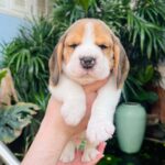 male Beagle puppy