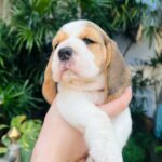 male Beagle puppy
