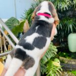 male Beagle puppy