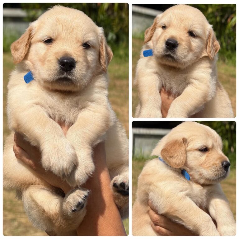 Male 4, Male Golden Retriever puppy