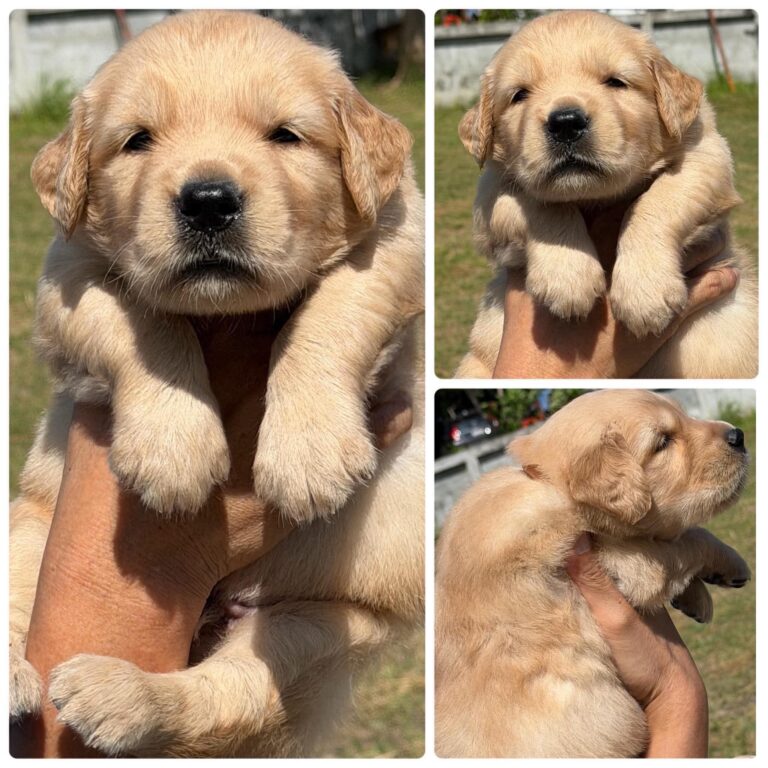 Male 6, Male Golden Retriever puppy