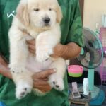 female Golden Retriever puppy