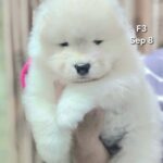 female Samoyed puppy