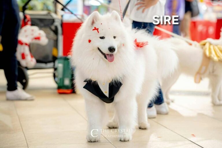 Samoyed available puppies