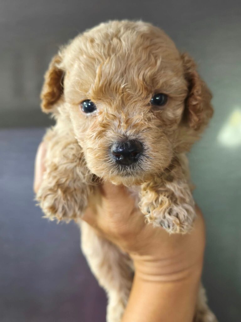 Male 2, Male Toy Poodle puppy