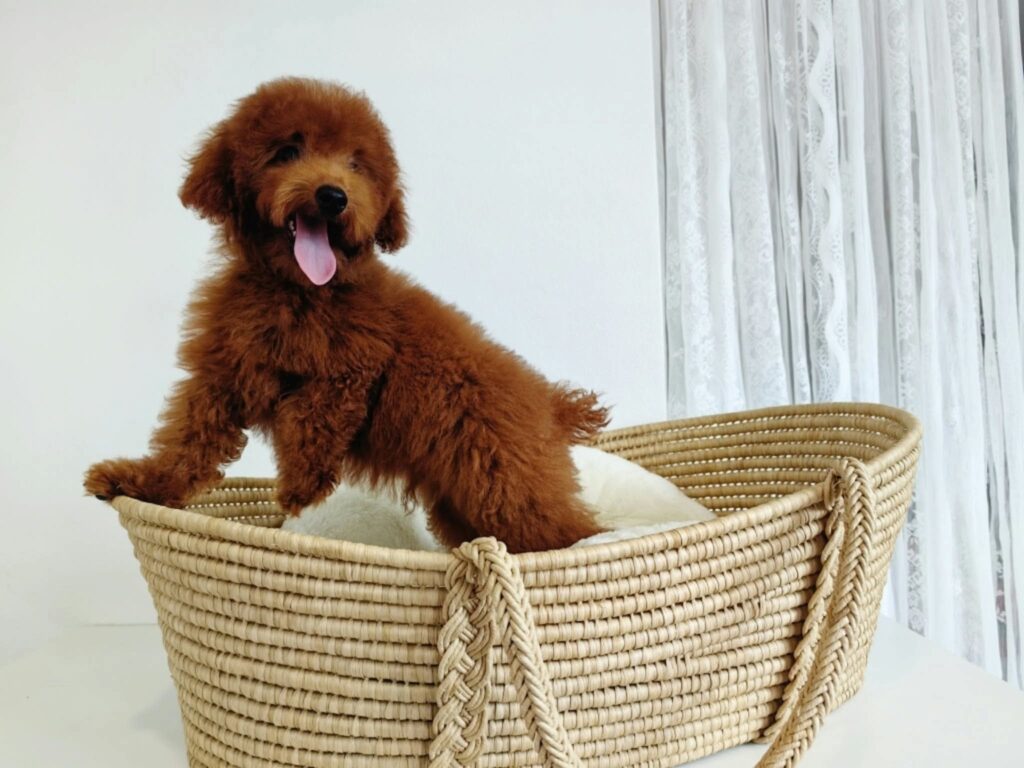male Toy Poodle puppy