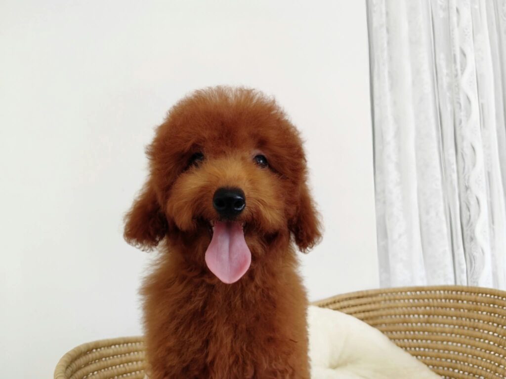 male Toy Poodle puppy