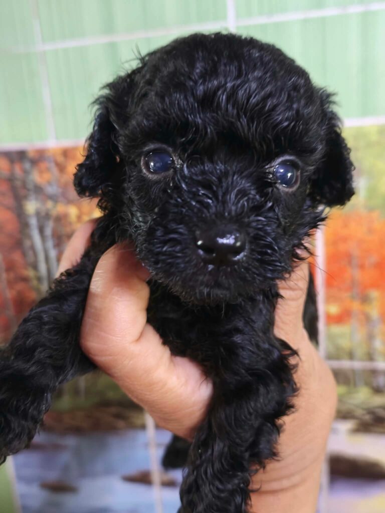 Male 3, Male Toy Poodle puppy