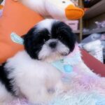 male Shih Tzu puppy