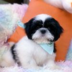male Shih Tzu puppy