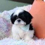 male Shih Tzu puppy