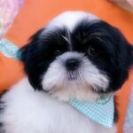 male Shih Tzu puppy