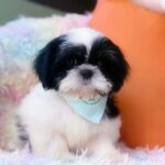 male Shih Tzu puppy